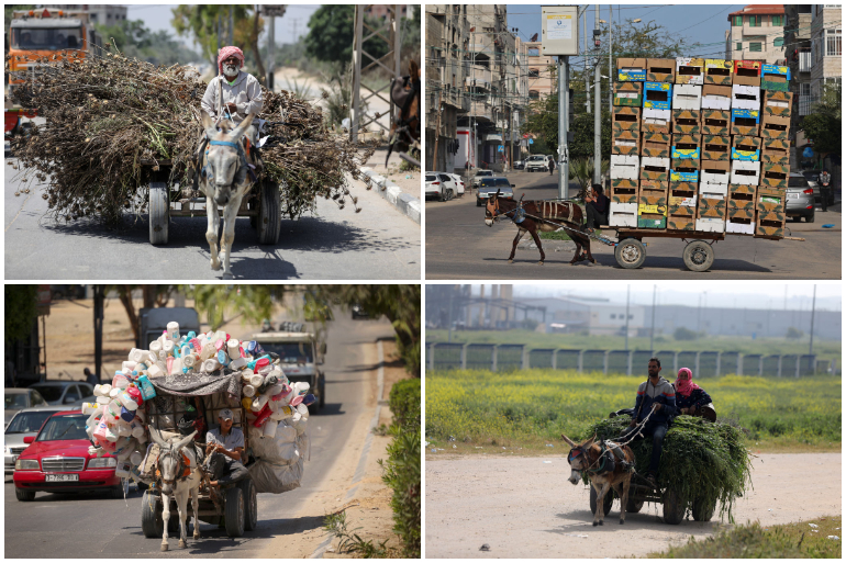 أعمال شاقة تقوم بها الحمير في غزة 