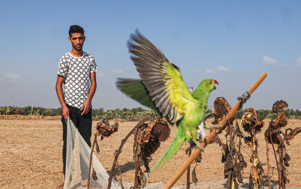 صيد الطيور بغزة -  (SAID KHATIB/ Getty)