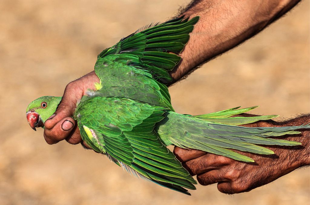 صيد الطيور بغزة -  (SAID KHATIB/ Getty)