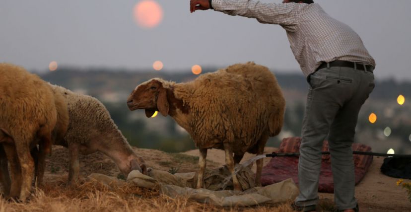 Majdi Fathi/Getty Images